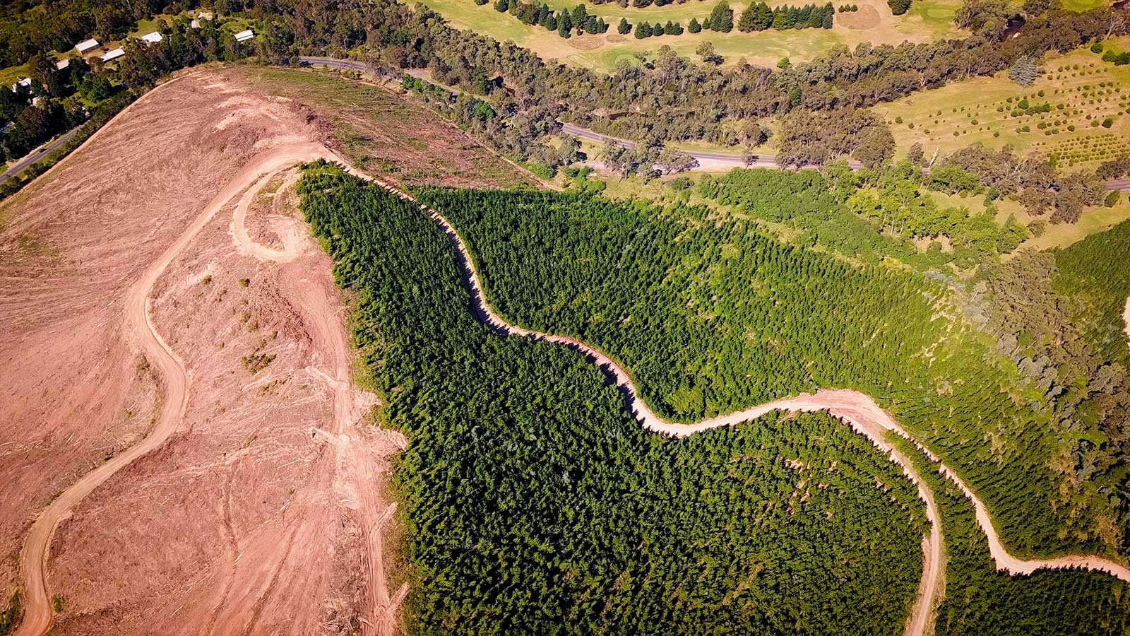 Video | Trees are Critical to Our Future