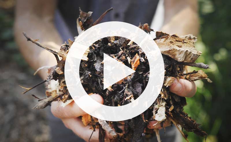 Video | Wood Chips: The Secret Ingredient to Healthy Trees